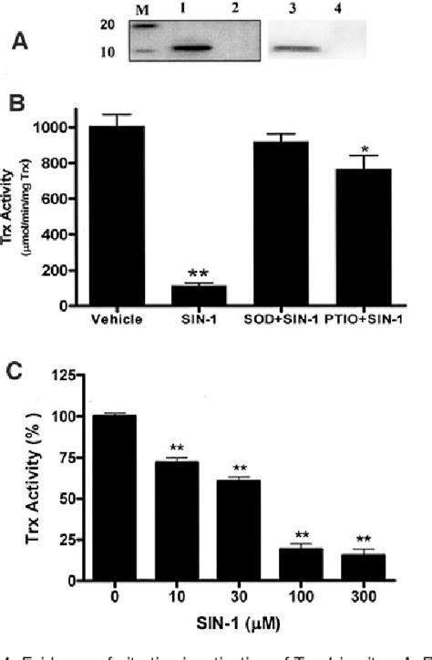 Nitrative thioredoxin inactivation as a cause of enhanced.